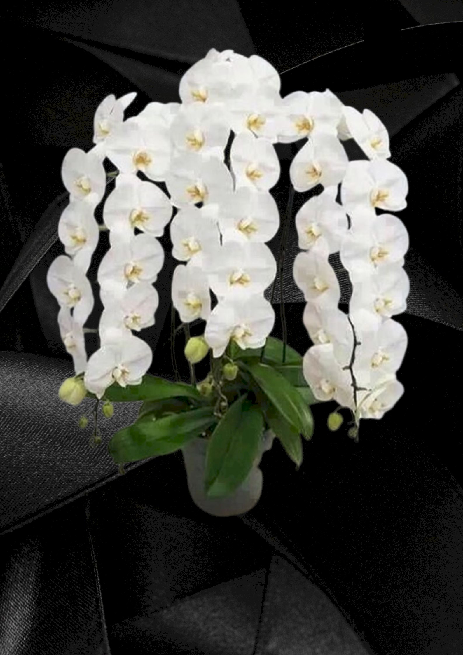 Chậu lan hồ điệp 6 cành trắng - HLNK22