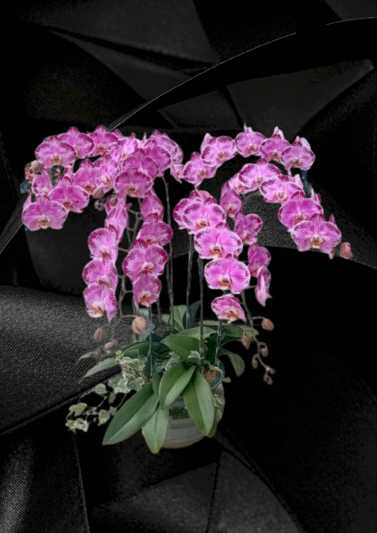 Chậu lan hồ điệp 7 cành màu tím tia chớp - HLNK08