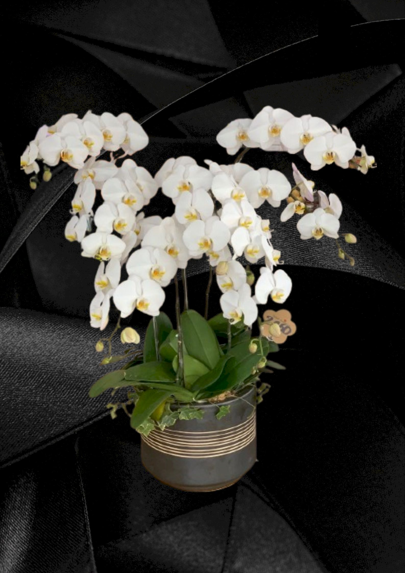 Chậu lan hồ điệp 7 cành trắng - HLNK15