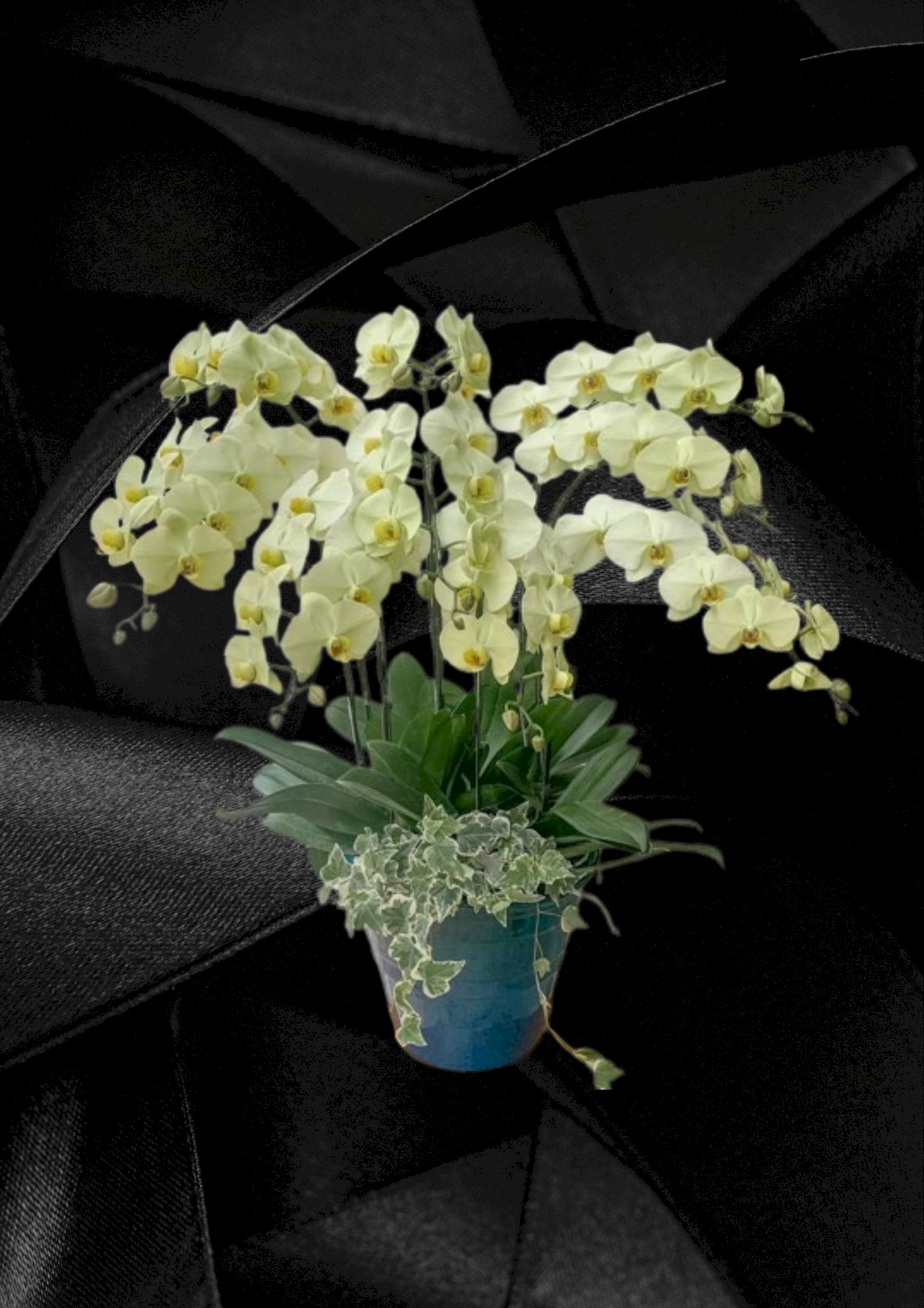 Chậu lan hồ điệp 9 cành màu xanh bơ - HLNK17