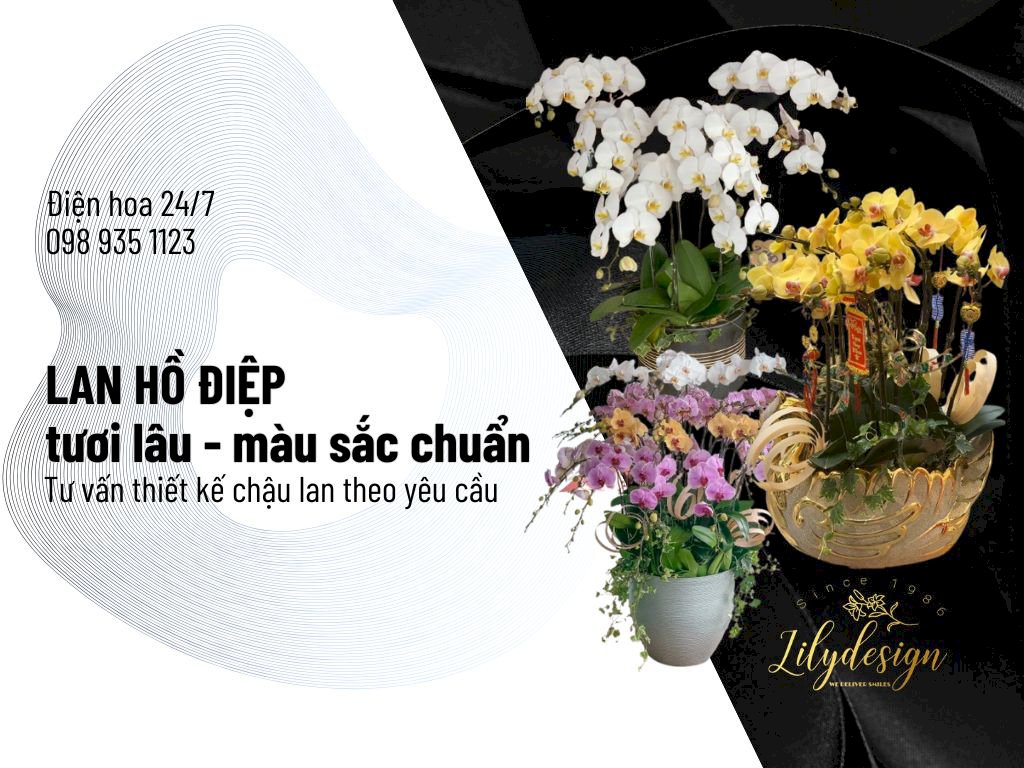 Nhà cung cấp Lan Hồ Điệp TPHCM uy tín, chất lượng - Shop hoa Lilydesign