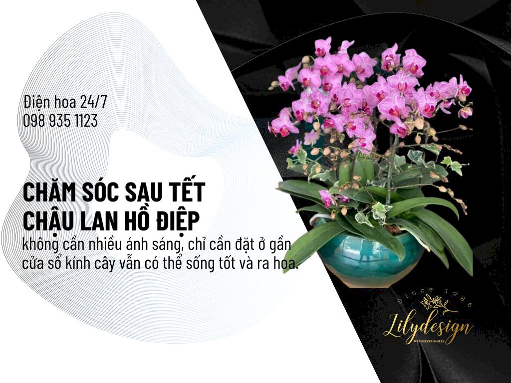 Phương pháp chăm sóc lan hồ điệp sau Tết